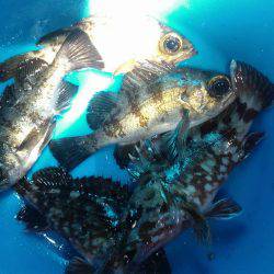 きれーなメバルの巻